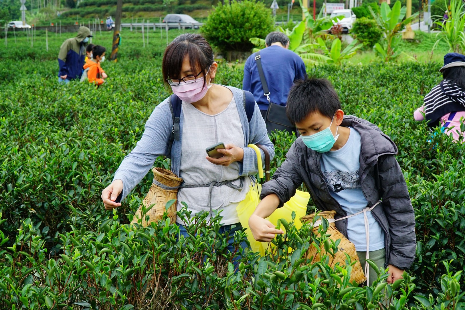 110年碧螺春採茶&製茶體驗-採茶趣！