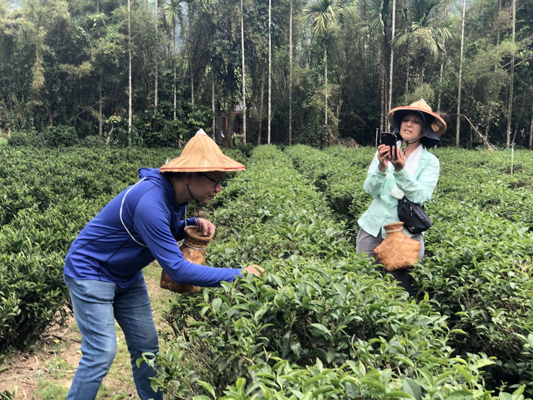 天芳茶園體驗採茶樂趣