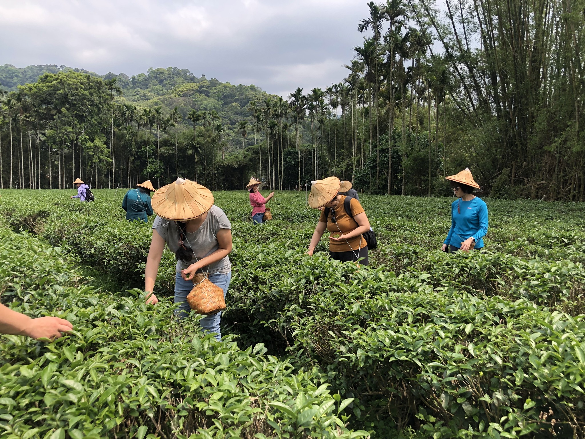 民眾至天芳茶園採茶體驗