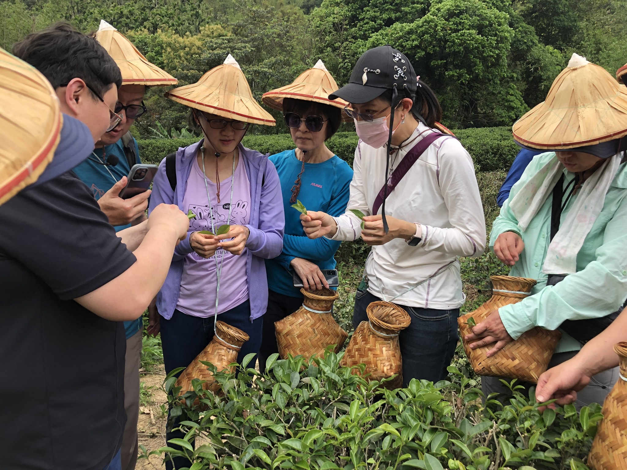 民眾採茶體驗3